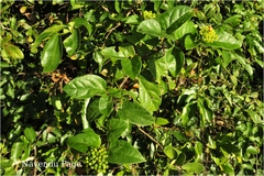 Premna corymbosa